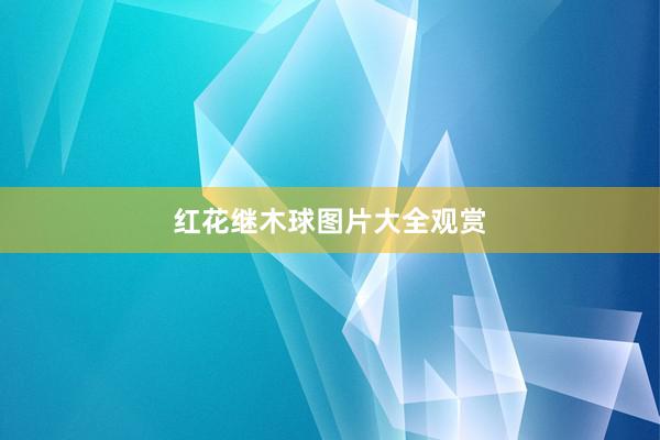 红花继木球图片大全观赏
