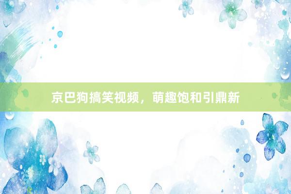京巴狗搞笑视频,萌趣饱和引鼎新